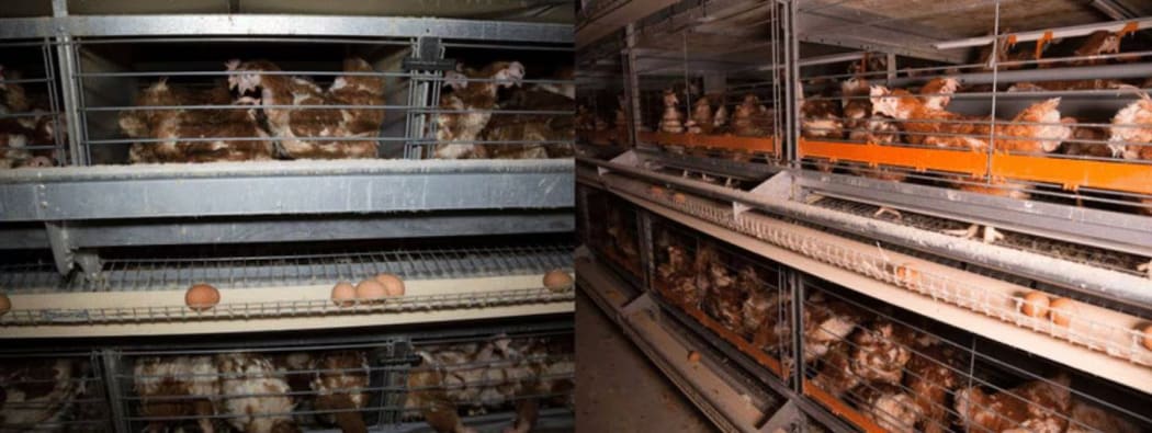 These photos from Animals Aotearoa show little difference between banned battery cages on the left and the legal colony cages on the right.