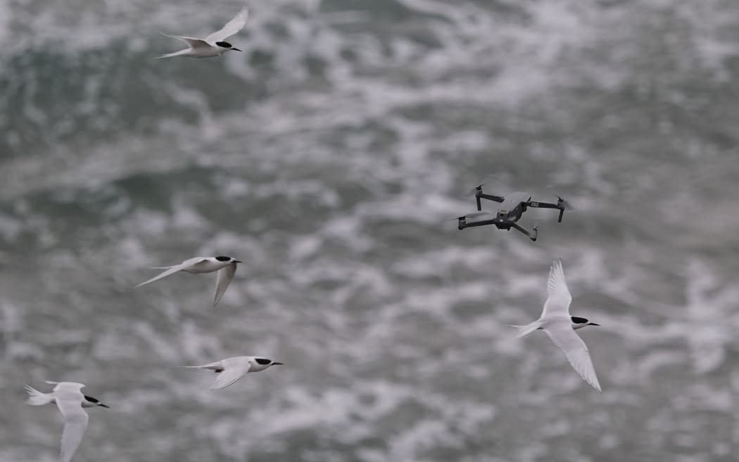 Drones photographed flying among flocks of white-fronted terns.