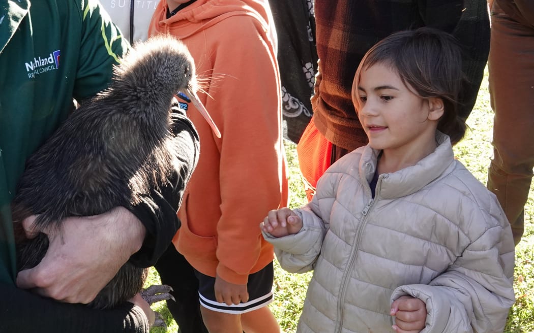 A girl looking at a kiwi bird relocated from the Bay of Islands.