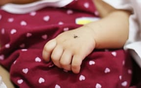 61608565 - mosquito sucking blood on human skin