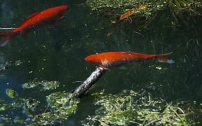 Two large goldfish in a pond.