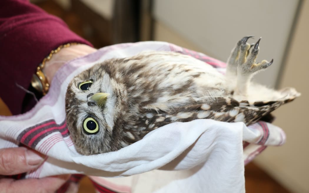 Owl Rescue