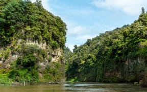 The Whanganui River winds through isolated native bush in Whanganui National Park.