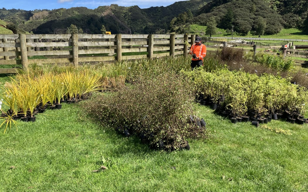 Project Lead Landscaper Sam Guerin inspects the plants being planted alongside the Mimi River