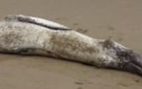 The ailing leopard seal before it died.