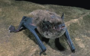 Scientists believe there are only about 10,000 Southern Myotis left in Australia. (Supplied: DCCEEW)