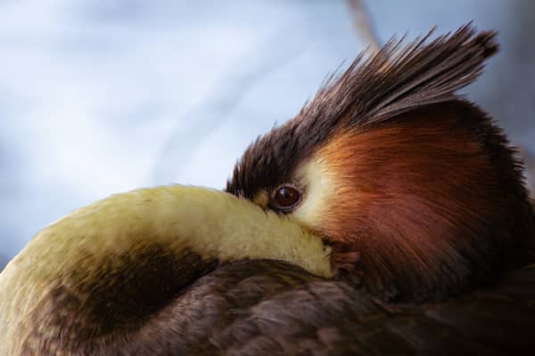 Monty McGee's photograph Pūteketeke Yoga, of a native crested grebe.