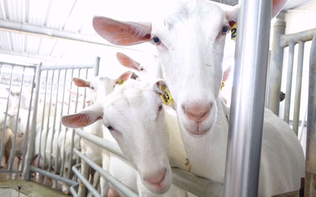 White goats peer out from behind railings