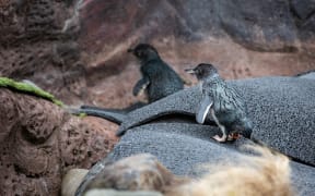 Little Blue Penguin