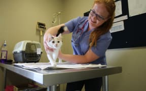 An SPCA vet holding a kitten, gently.