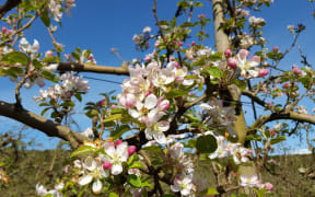 Royal Gala Apples in full blossom