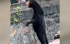 A video of a sun bear in Hangzhou Zoo standing on its hind legs has gone viral online
