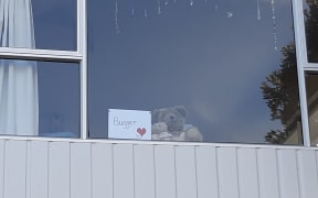 A lockdown bear spotted in Whitianga