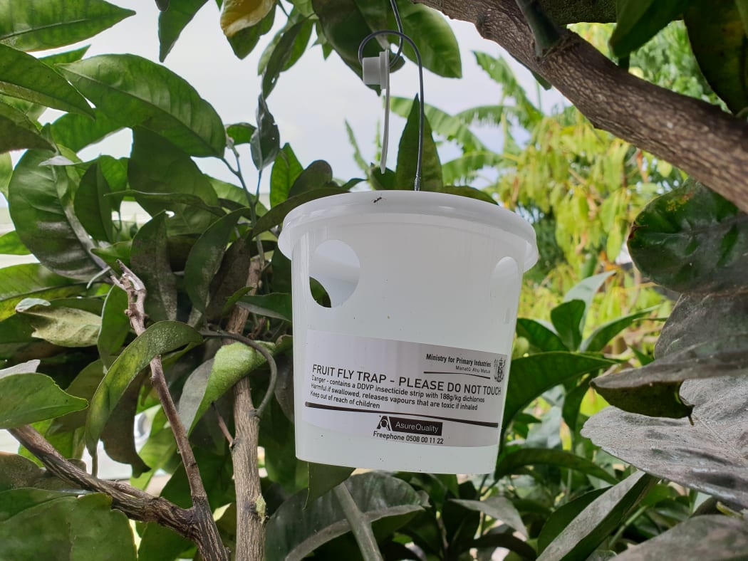 A fruit fly trap in Ōtara.