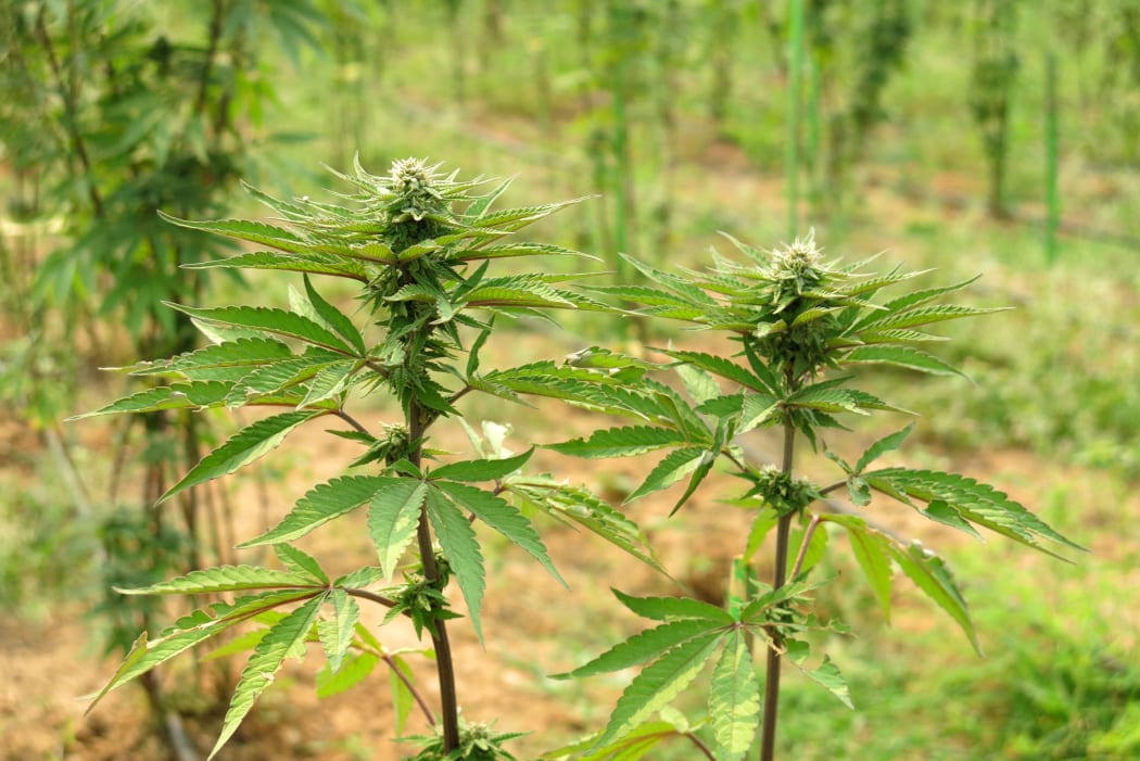 Marijuana