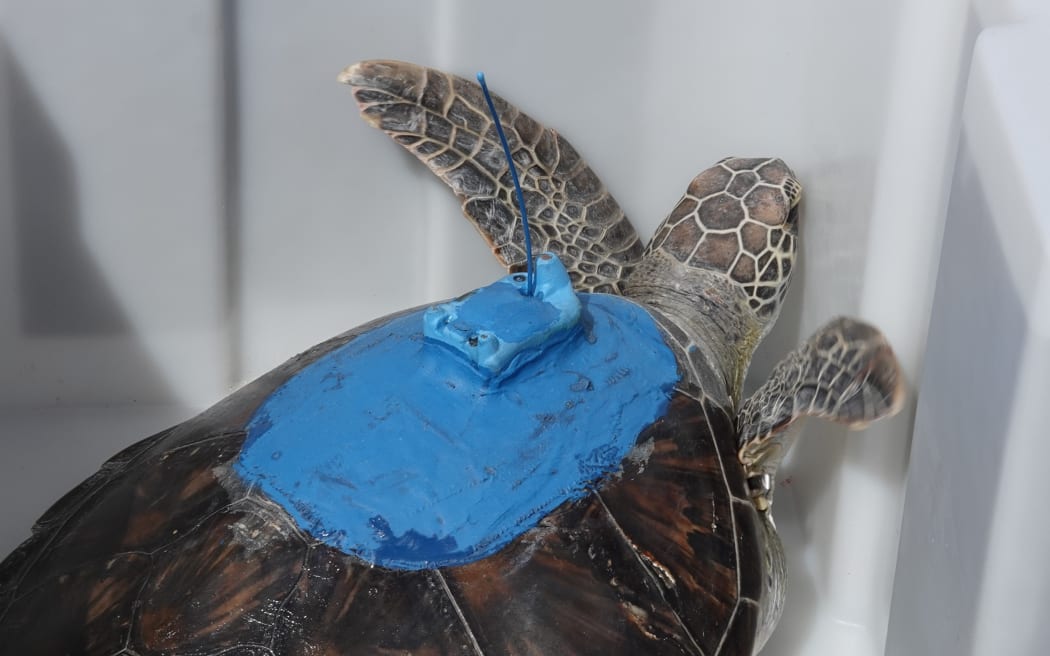 Two of the turtles have been fitted with satellite tracking tags. The blue antifouling paint is to stop barnacles growing on the transmitter.