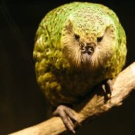 Photo for Kākāpō