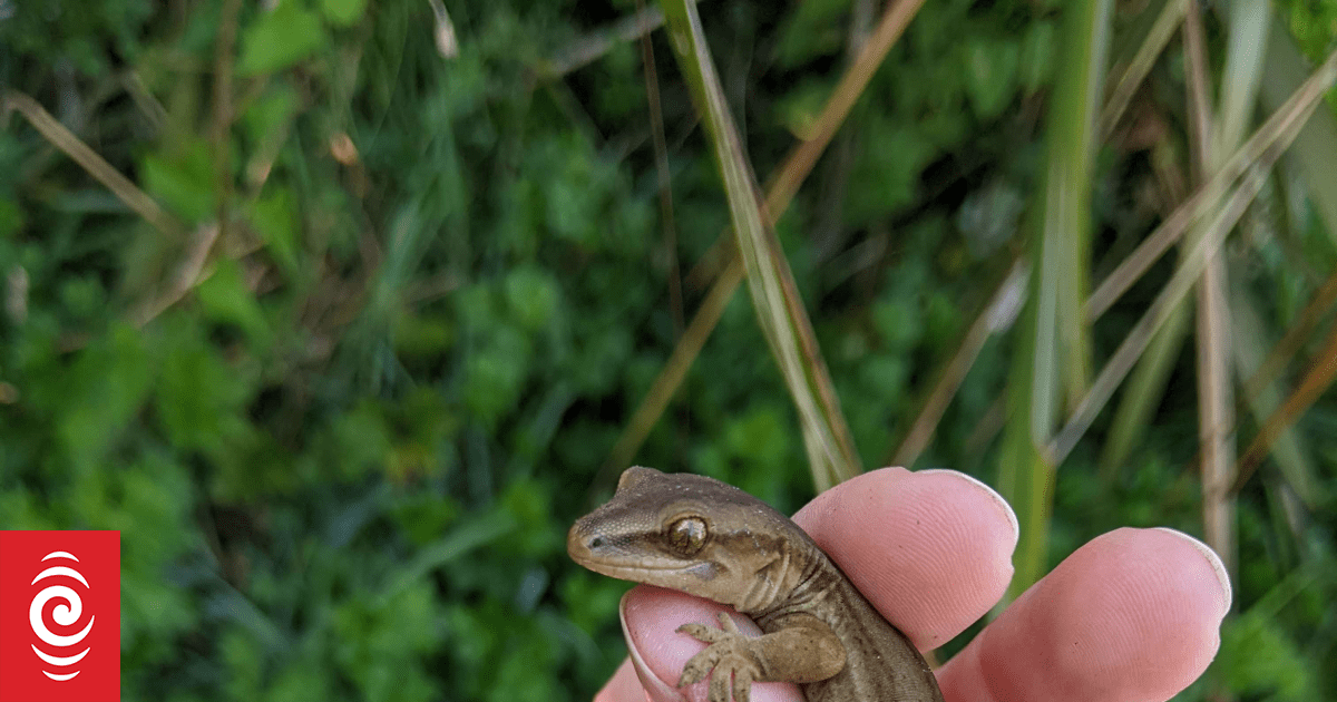 The Lizard Catcher | RNZ