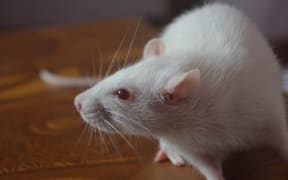 A white rat with red eyes