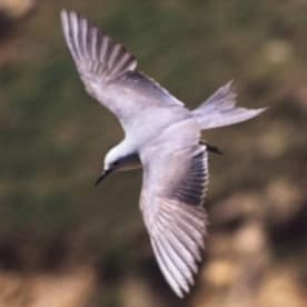 Photo for Grey noddy
