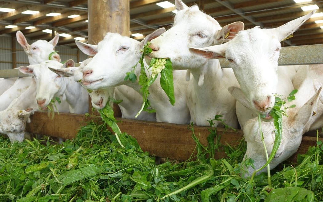 A line of goats happily munch green fodder