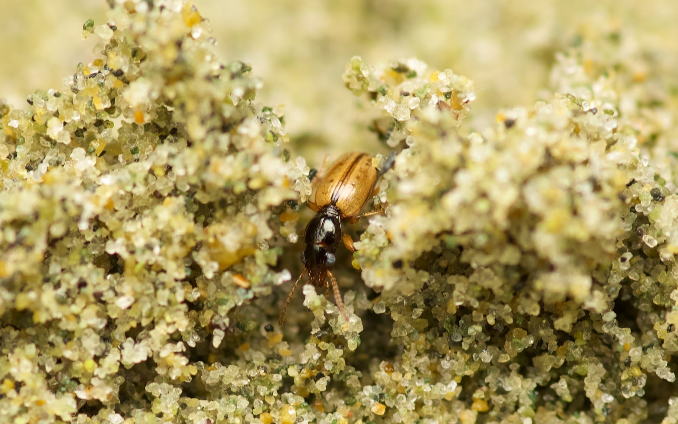 Back Beach Beetle