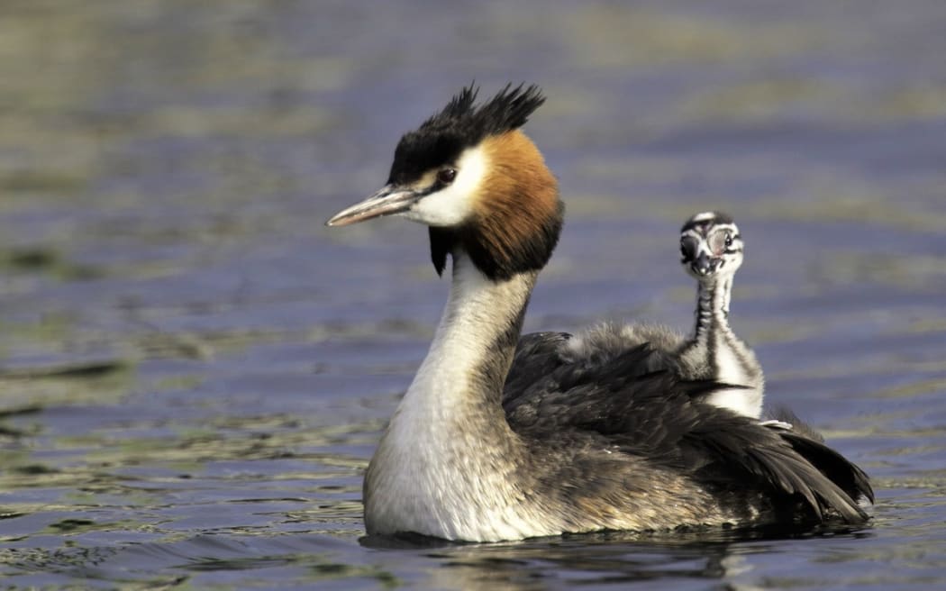 The Australasian Crested Grebe has won The Bird of the Century