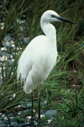 Kotuku