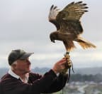 Noel Hyde is one of New Zealand's most well-respected wildlife taxidermists and previous Chair of Wingspan. In 2018, Noel was awarded Member of the New Zealand Order of merit (MNZM) for services to wildlife conservation and research taxidermy.