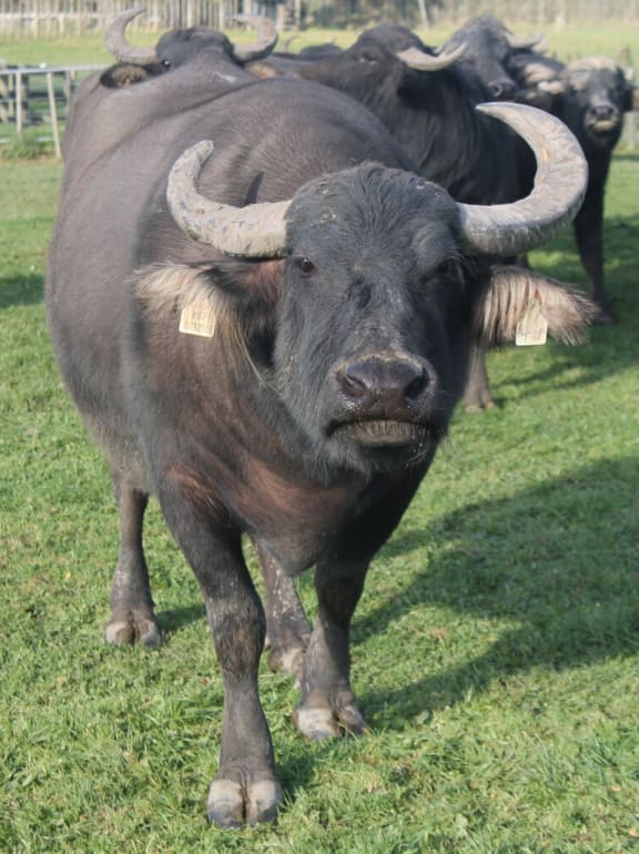 A close-up face -on shot of an unhappy waterbuffalo.