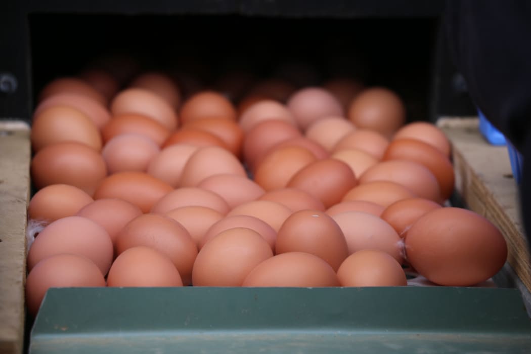 Te Waewae egg farm