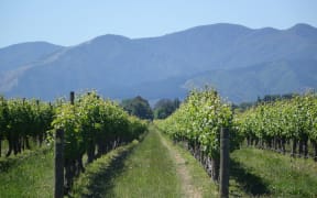 Vineyards can't find workers for the early hot summer