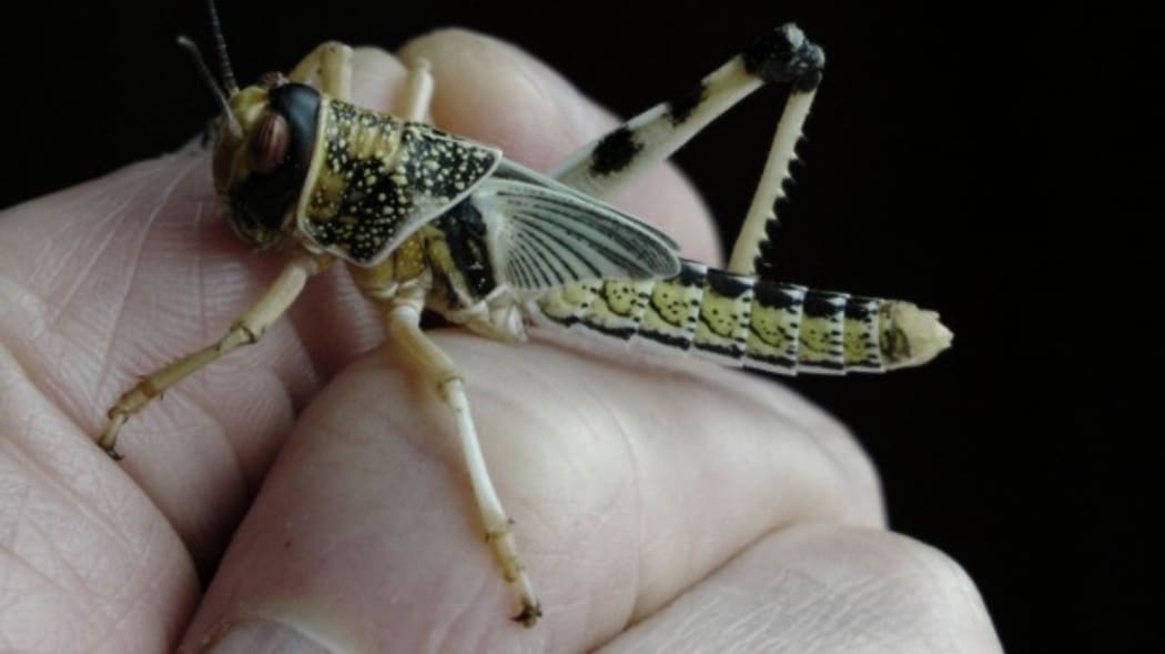 locust