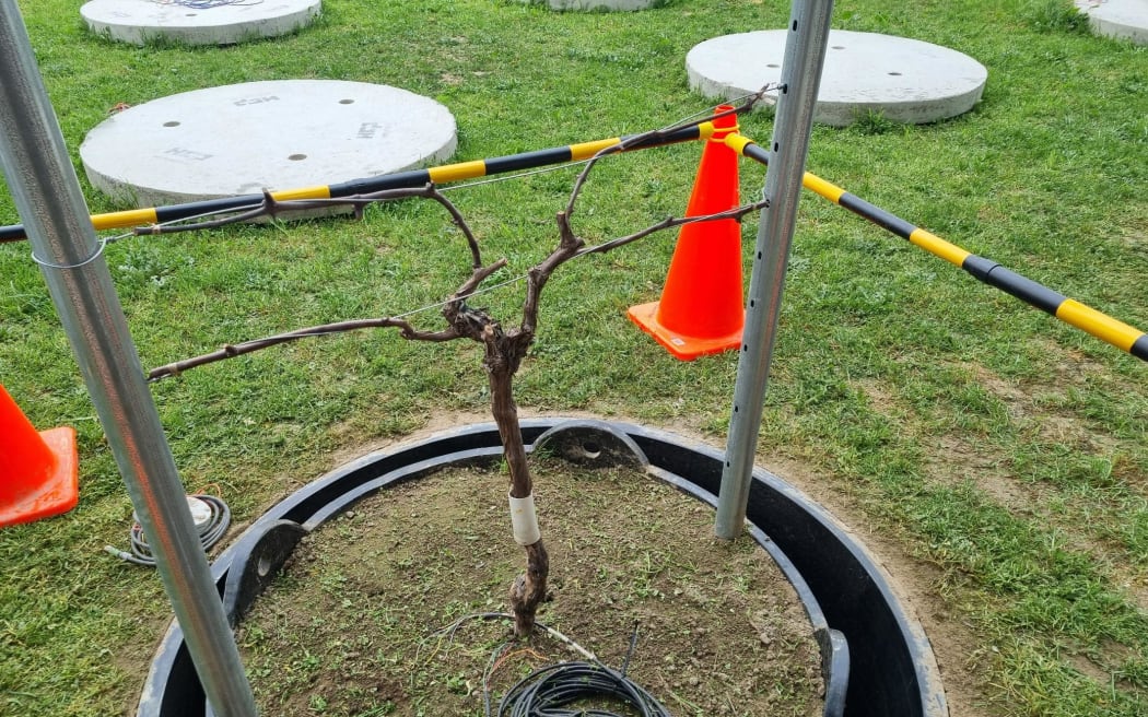 The first vine in the ground at the new experimental vineyard facility, which will allow scientists to better understand what happens below ground in vineyards.