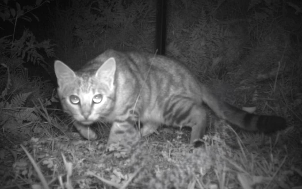 A project from the Bioeconomy Science Institute has discovered a way to use sound to keep cats away from nesting native birds.