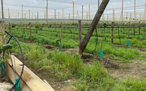 Gold kiwifruit vines at Terahu Orchard Limited with irrigation sprinklers.