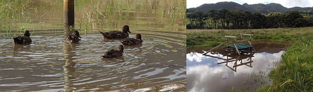 A family of pateke swimming on a specially created pond planted around the edges with shelter plants, and a shelter created in the middle of the pond to provide cover from harrier hawks that will predate pateke chicks.