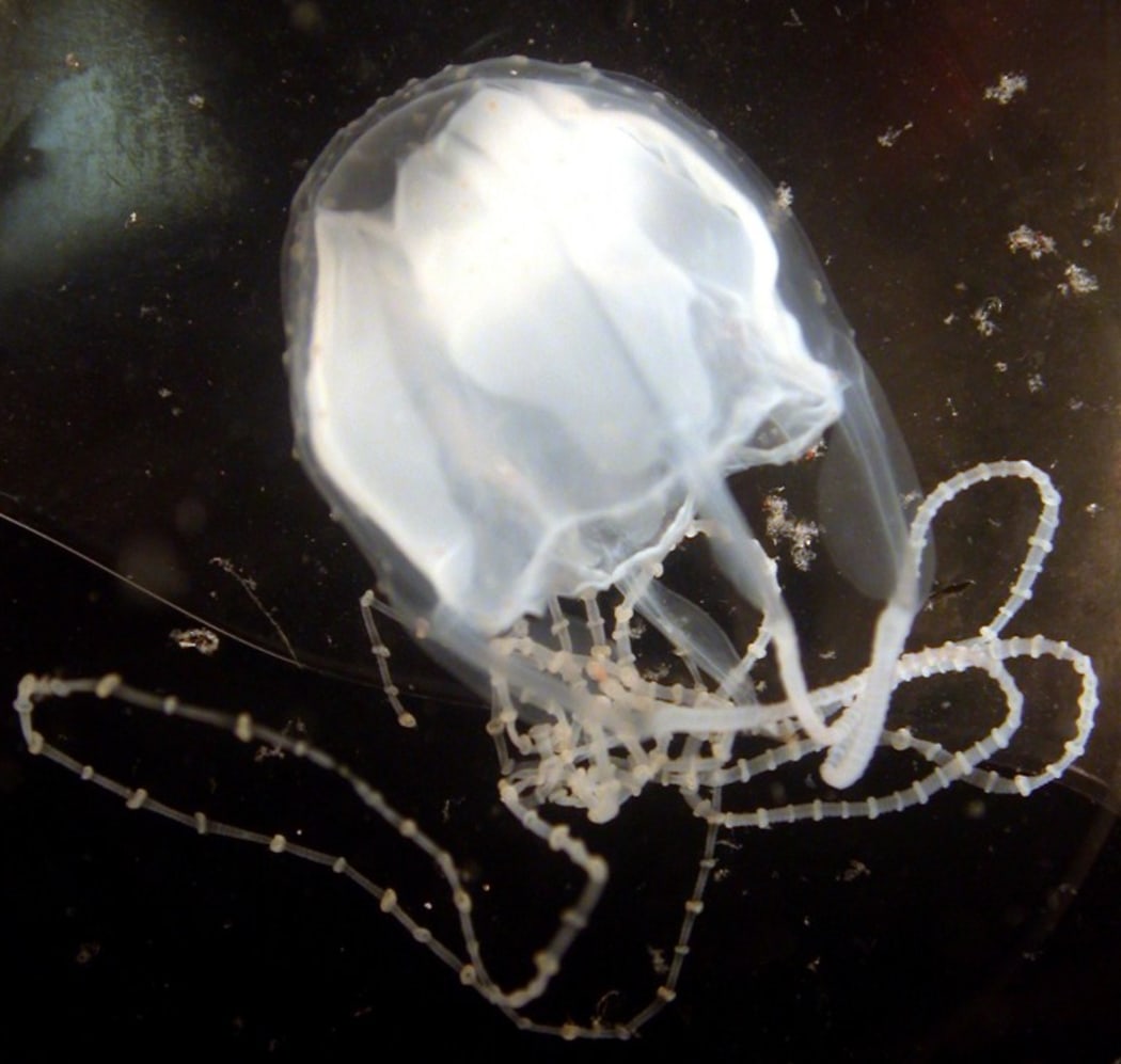 The Irukandji jellyfish is one of the world's most venomous creatures.