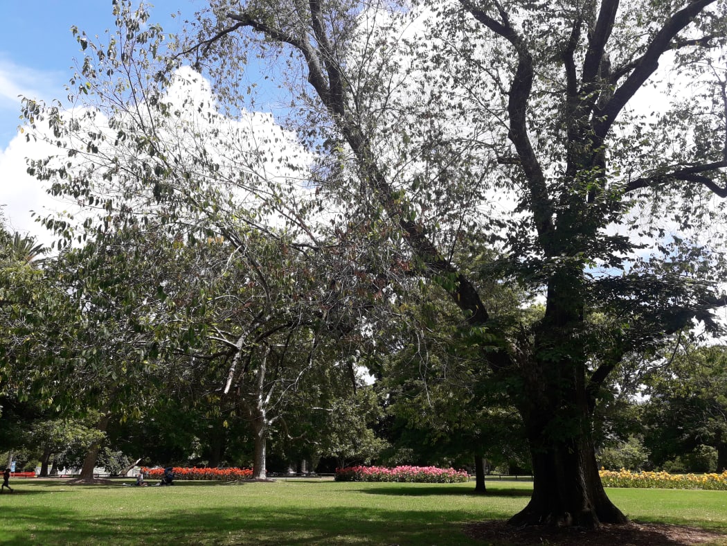 A tree at the Auckland Domain with Dutch elm disease which will be removed on 29 January 2019.