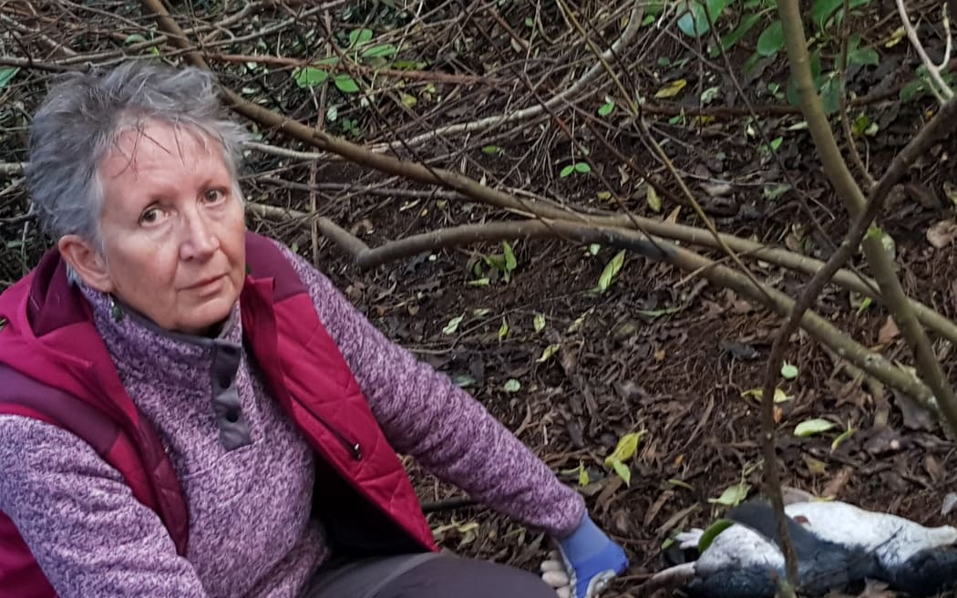 Tasman Bay Blue Penguin Trust trustee Linda Jenkins with one of the penguins that was killed.