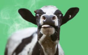 New Zealand agriculture produces significant quantities of methane