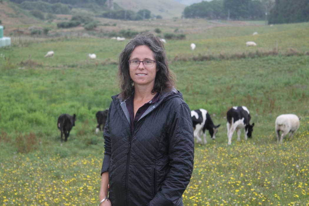 Vet Jennie Macky with some of her teaser bulls