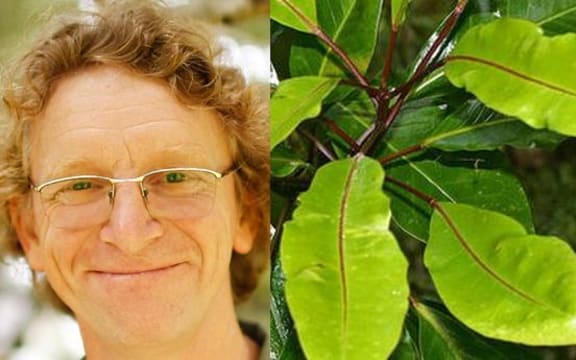 Head of AUT School of Science's Len Gillman with his favourite NZ native Raukaua (aka Raukaua edgerleyi)