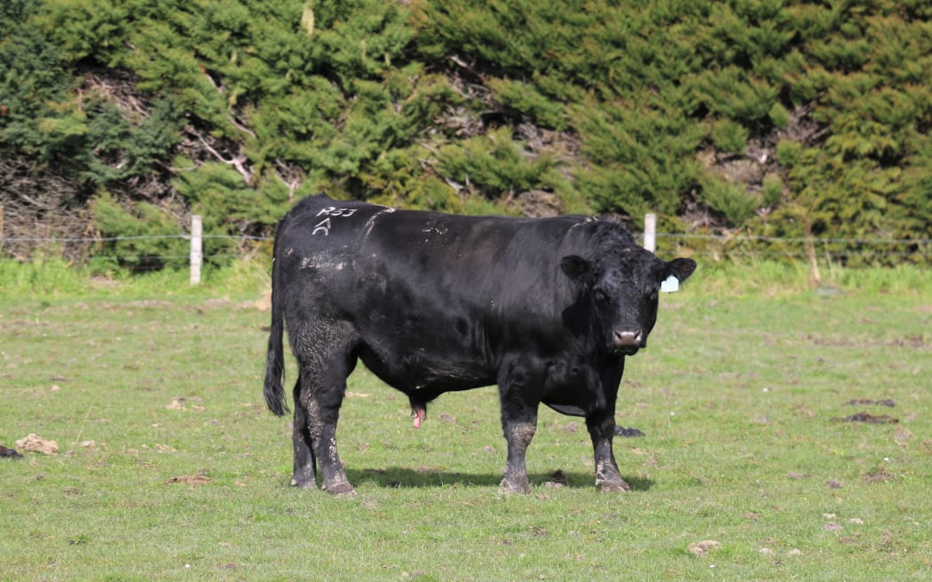bull