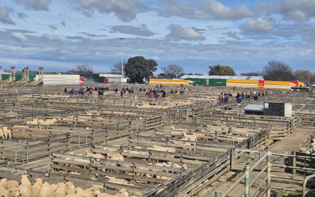 More than 50,000 cattle and 450,000 sheep are auctioned off annually at the Feilding saleyards.