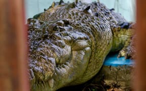 Rama, crocodile at the BOP compound