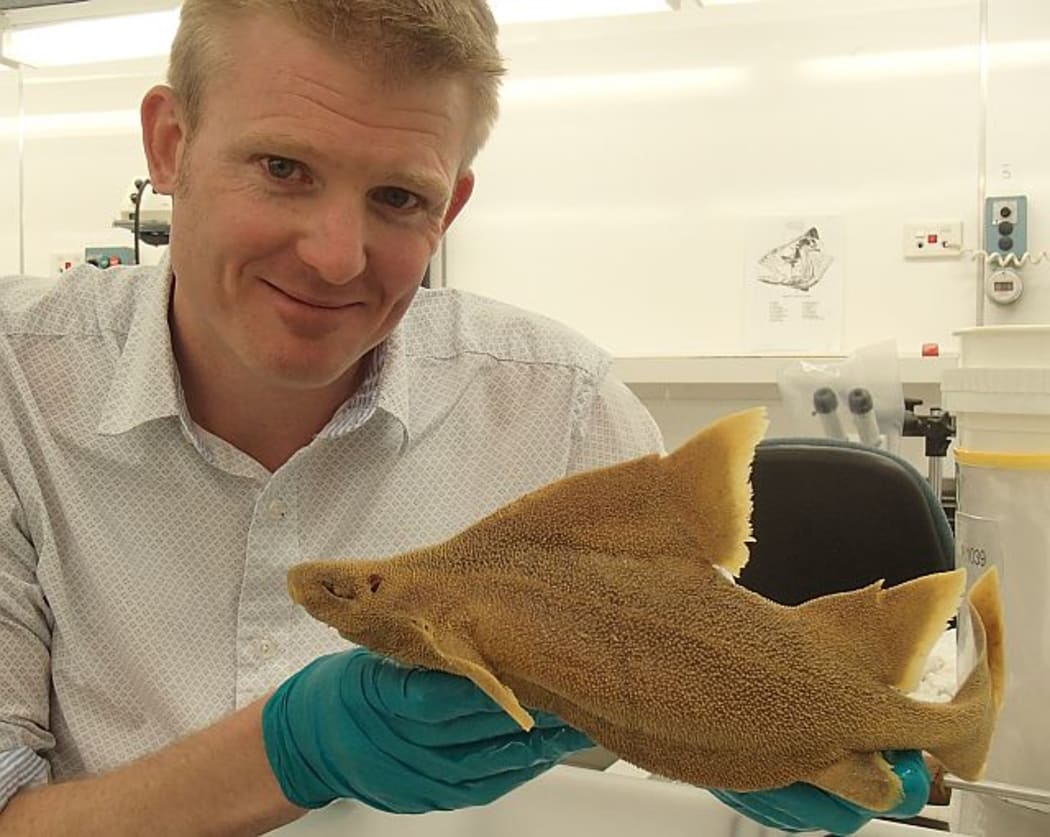 Carl Struthers with a prickly dogfish from the Te Papa fishes collection. This small deep sea shark is flattened on its underside, and hunts for small critters living in the sediment of the ocean floor.
