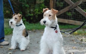 Two fox terriers
