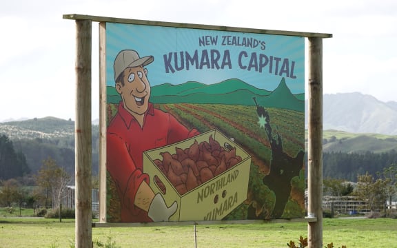 An estimated 95 percent of New Zealand's kumara are grown in the Kaipara region.  Photo: RNZ / Peter de Graaf