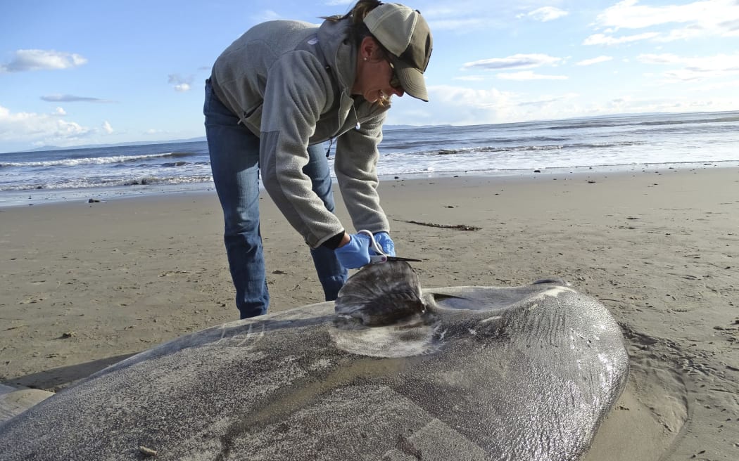 Jessica Nielsen, a conservation specialist, examines a beached hoodwinker sunfish at at Coal Oil Point Reserve in Santa Barbara, California.